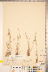  (Festuca octoflora - CCDB-18290-B06)  @11 [ ] Copyright (2015) Deb Metsger Royal Ontario Museum