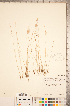  ( - CCDB-18290-A06)  @11 [ ] Copyright (2015) Deb Metsger Royal Ontario Museum