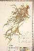  (Cenchrus americanus - CCDB-18290-H07)  @11 [ ] Copyright (2015) Deb Metsger Royal Ontario Museum