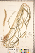  ( - CCDB-18290-G07)  @11 [ ] Copyright (2015) Deb Metsger Royal Ontario Museum