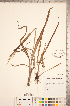  (Paspalum setaceum - CCDB-18290-D08)  @11 [ ] Copyright (2015) Deb Metsger Royal Ontario Museum