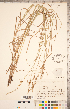  ( - CCDB-18290-A08)  @11 [ ] Copyright (2015) Deb Metsger Royal Ontario Museum
