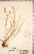  ( - CCDB-18290-H09)  @11 [ ] Copyright (2015) Deb Metsger Royal Ontario Museum