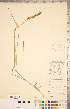  ( - CCDB-18290-G09)  @11 [ ] Copyright (2015) Deb Metsger Royal Ontario Museum