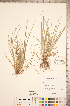  (Carex willdenowii - CCDB-18290-F09)  @11 [ ] Copyright (2015) Deb Metsger Royal Ontario Museum