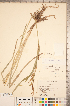  (Carex hyalinolepis - CCDB-18290-H10)  @11 [ ] No Rights Reserved (2014) Deb Metsger Royal Ontario Museum