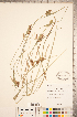  ( - CCDB-18290-G10)  @11 [ ] No Rights Reserved (2014) Deb Metsger Royal Ontario Museum
