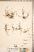  ( - CCDB-18290-B11)  @11 [ ] No Rights Reserved (2014) Deb Metsger Royal Ontario Museum