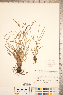  ( - CCDB-18290-A11)  @11 [ ] No Rights Reserved (2014) Deb Metsger Royal Ontario Museum