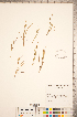  ( - CCDB-18290-H12)  @11 [ ] No Rights Reserved (2014) Deb Metsger Royal Ontario Museum
