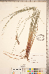  ( - CCDB-18290-G12)  @11 [ ] No Rights Reserved (2014) Deb Metsger Royal Ontario Museum