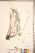  ( - CCDB-18290-F12)  @11 [ ] No Rights Reserved (2014) Deb Metsger Royal Ontario Museum