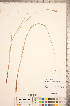  ( - CCDB-18290-E12)  @11 [ ] No Rights Reserved (2014) Deb Metsger Royal Ontario Museum