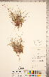  ( - CCDB-18294-E01)  @11 [ ] No Rights Reserved (2014) Deb Metsger Royal Ontario Museum