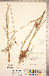  ( - CCDB-18294-C01)  @11 [ ] No Rights Reserved (2014) Deb Metsger Royal Ontario Museum