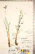  ( - CCDB-18294-B01)  @11 [ ] No Rights Reserved (2014) Deb Metsger Royal Ontario Museum