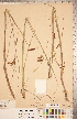  ( - CCDB-18294-A01)  @11 [ ] No Rights Reserved (2014) Deb Metsger Royal Ontario Museum
