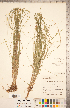  ( - CCDB-18294-E02)  @11 [ ] No Rights Reserved (2014) Deb Metsger Royal Ontario Museum