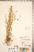  ( - CCDB-18294-D02)  @11 [ ] No Rights Reserved (2014) Deb Metsger Royal Ontario Museum