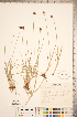  (Carex illota - CCDB-18294-B02)  @11 [ ] No Rights Reserved (2014) Deb Metsger Royal Ontario Museum