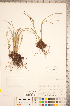  ( - CCDB-18294-A02)  @11 [ ] No Rights Reserved (2014) Deb Metsger Royal Ontario Museum