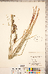  ( - CCDB-18294-E03)  @11 [ ] Copyright (2015) Deb Metsger Royal Ontario Museum