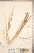  ( - CCDB-18294-C03)  @11 [ ] Copyright (2015) Deb Metsger Royal Ontario Museum