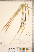  ( - CCDB-18294-B03)  @11 [ ] Copyright (2015) Deb Metsger Royal Ontario Museum