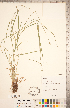  ( - CCDB-18294-G04)  @11 [ ] Copyright (2015) Deb Metsger Royal Ontario Museum