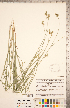  ( - CCDB-18294-E04)  @11 [ ] Copyright (2015) Deb Metsger Royal Ontario Museum
