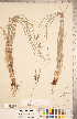  ( - CCDB-18294-D04)  @11 [ ] Copyright (2015) Deb Metsger Royal Ontario Museum