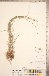  ( - CCDB-18294-C04)  @11 [ ] Copyright (2015) Deb Metsger Royal Ontario Museum