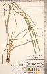  (Carex grayi - CCDB-18294-B04)  @11 [ ] Copyright (2015) Deb Metsger Royal Ontario Museum