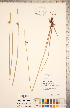  (Schoenoplectus torreyi - CCDB-18294-B05)  @11 [ ] Copyright (2015) Deb Metsger Royal Ontario Museum