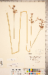  ( - CCDB-18294-H06)  @11 [ ] Copyright (2015) Deb Metsger Royal Ontario Museum