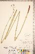  ( - CCDB-18294-G06)  @11 [ ] Copyright (2015) Deb Metsger Royal Ontario Museum