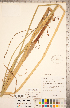  (Schoenoplectus heterochaetus - CCDB-18294-F06)  @11 [ ] Copyright (2015) Deb Metsger Royal Ontario Museum