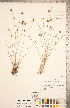 ( - CCDB-18294-H07)  @11 [ ] Copyright (2015) Deb Metsger Royal Ontario Museum