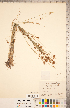  ( - CCDB-18294-G07)  @11 [ ] Copyright (2015) Deb Metsger Royal Ontario Museum