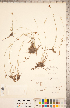  ( - CCDB-18294-F07)  @11 [ ] Copyright (2015) Deb Metsger Royal Ontario Museum