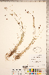  ( - CCDB-18294-D07)  @11 [ ] Copyright (2015) Deb Metsger Royal Ontario Museum