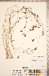  ( - CCDB-18294-C07)  @11 [ ] Copyright (2015) Deb Metsger Royal Ontario Museum