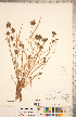  ( - CCDB-18294-B07)  @11 [ ] Copyright (2015) Deb Metsger Royal Ontario Museum