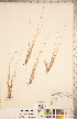  ( - CCDB-18294-H08)  @11 [ ] Copyright (2015) Deb Metsger Royal Ontario Museum