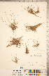  ( - CCDB-18294-E09)  @11 [ ] Copyright (2015) Deb Metsger Royal Ontario Museum