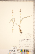  ( - CCDB-18294-G10)  @11 [ ] Copyright (2015) Deb Metsger Royal Ontario Museum