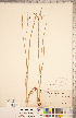  ( - CCDB-18294-F10)  @11 [ ] Copyright (2015) Deb Metsger Royal Ontario Museum