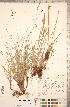 ( - CCDB-18296-H07)  @11 [ ] Copyright (2015) Deb Metsger Royal Ontario Museum