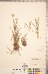  ( - CCDB-18296-G07)  @11 [ ] Copyright (2015) Deb Metsger Royal Ontario Museum