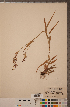  ( - CCDB-18296-D07)  @11 [ ] Copyright (2015) Deb Metsger Royal Ontario Museum